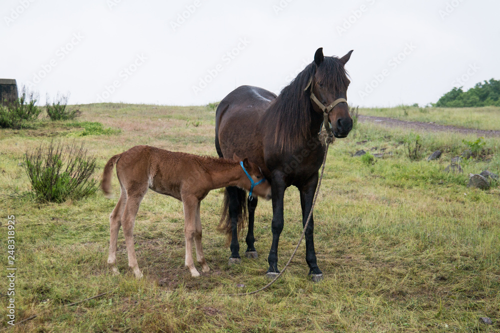 Grazing horse and foal