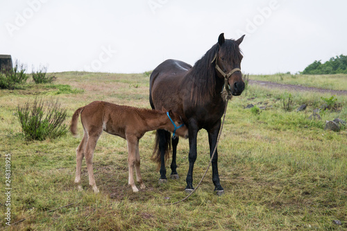 Grazing horse and foal © mustafa
