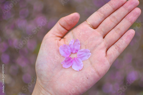 Beautiful pink cherry blossom petals on a hand with blurry pink and green background, in Sakura season in Tokyo, Japan. Spring