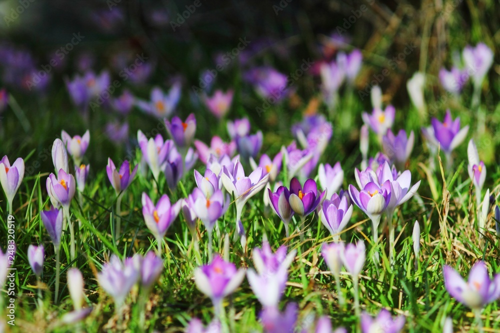 Purple crocus flowers on spring law. First flowers in german garden. Selected focus