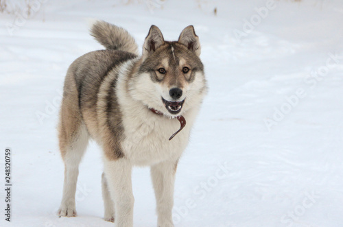 siberian husky in the snow © 5lesik5