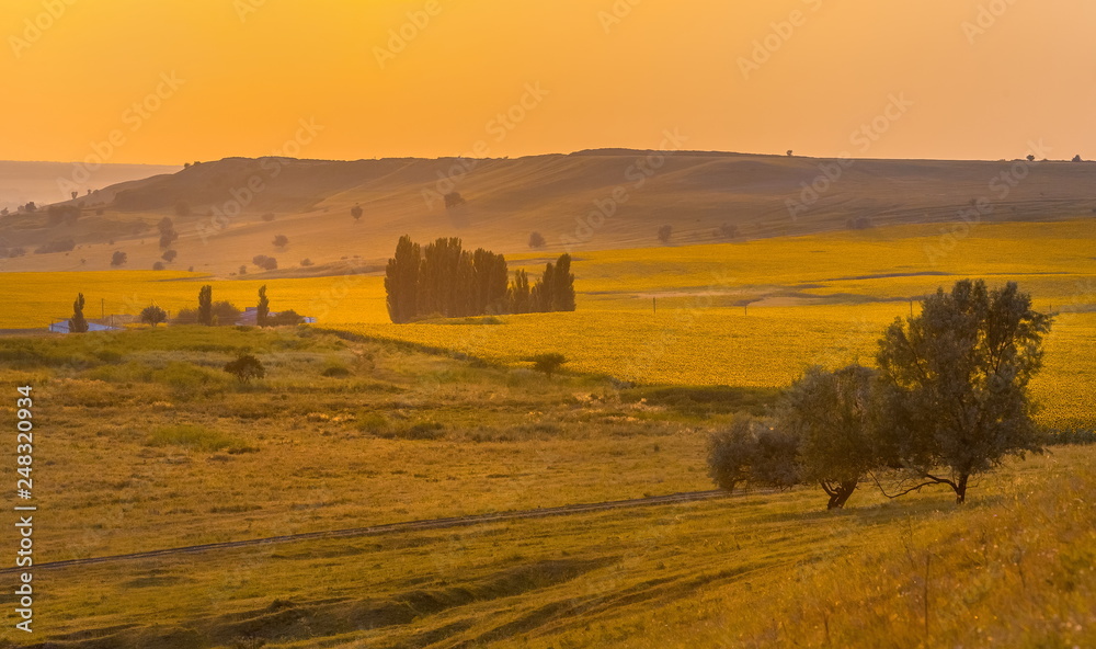 Obraz premium Orange sunset with yellow sunflower fields. Summer sunset. Agricultural landscape.