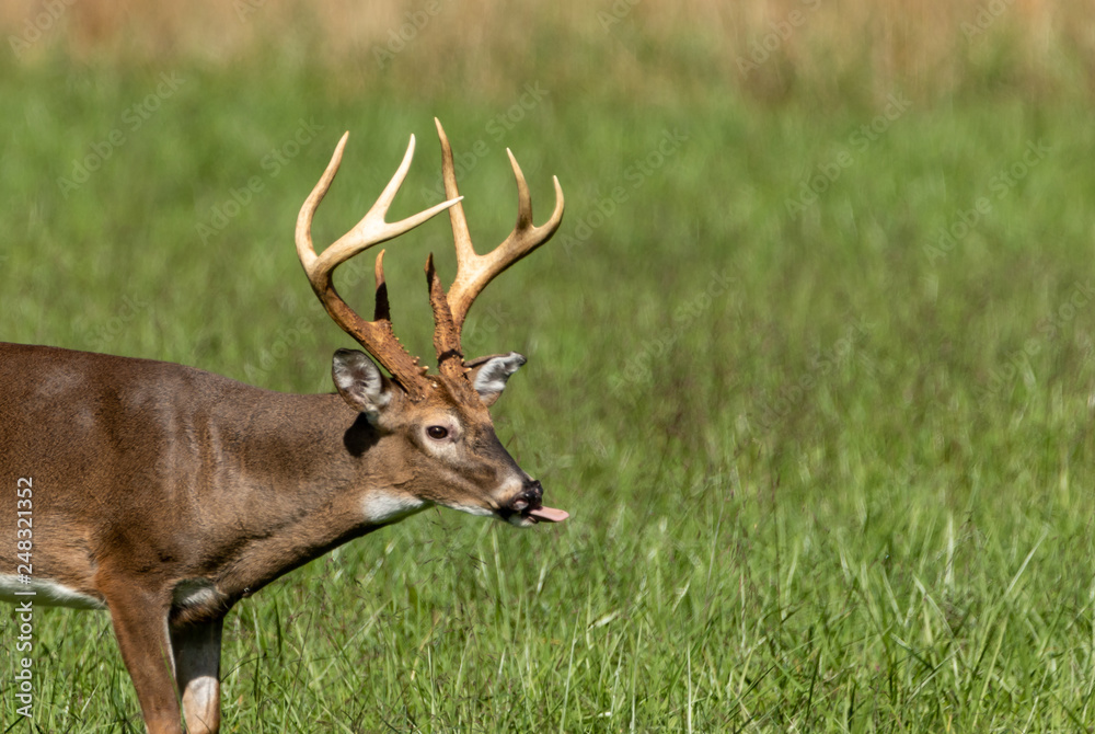 White tailed deer sticking out toungue White tailed deer sticking out toungue