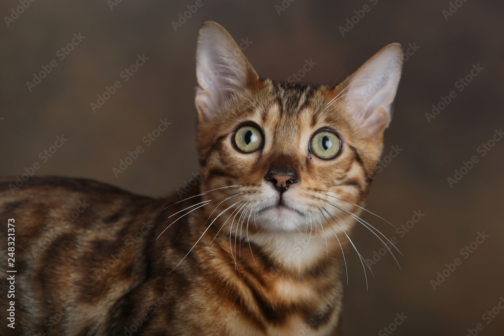 Obraz premium Big Eyes Bengal Cat Close up