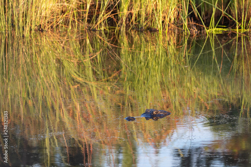American alligator head peeking above water surface