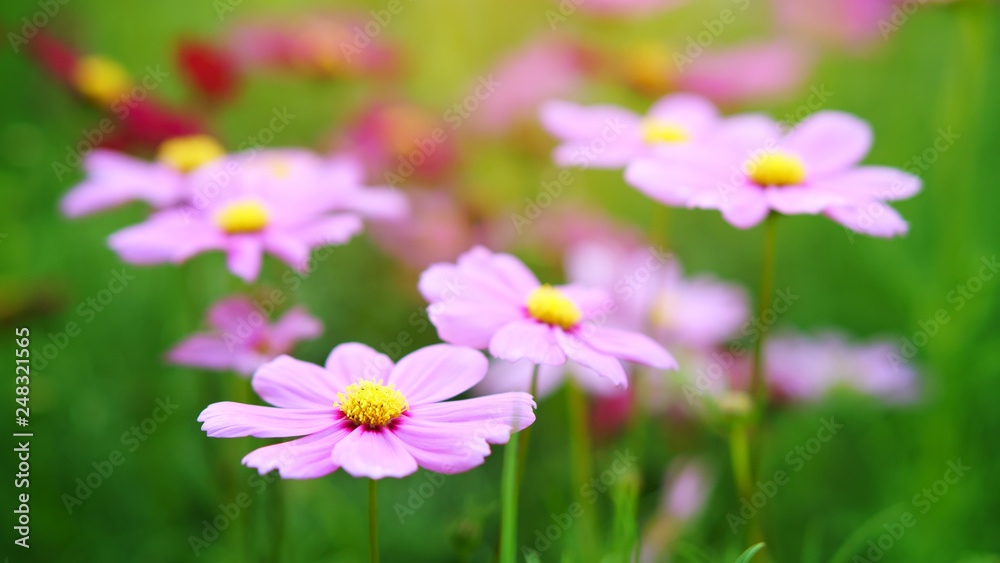 cosmos pink blooming flower with green leaves or leaf on nature garden or beautiful meadow and winter blossom or flora festival with warm sunny or sunlight on horizontal picture cosmos pink blooming flower with green leaves or leaf on nature garden or beautiful meadow and winter blossom or flora festival with warm sunny or sunlight on horizontal picture