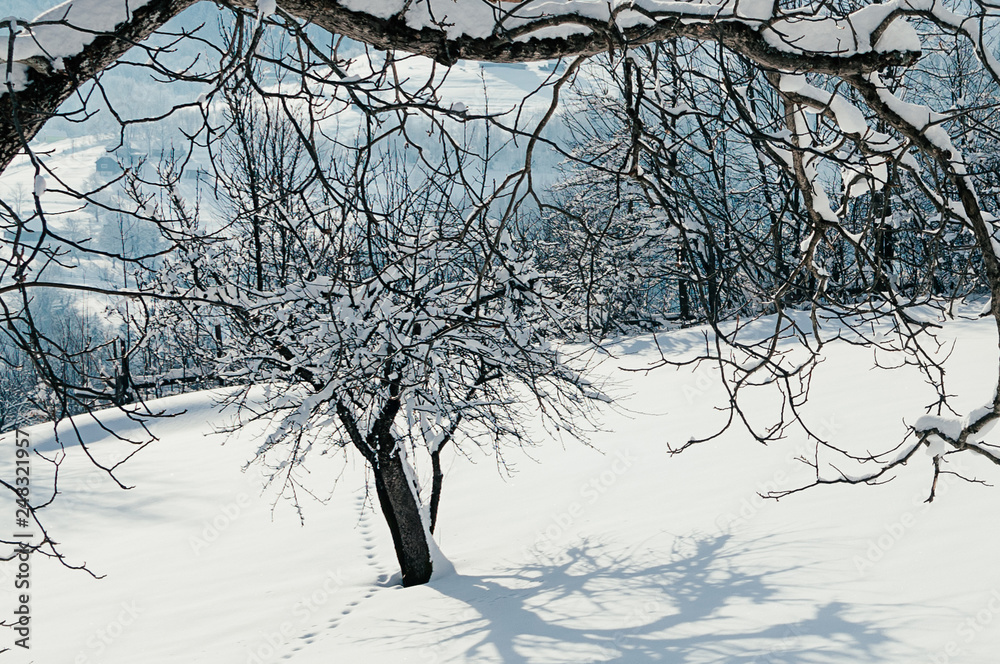 Obraz premium Animal footprints in deep snow, sunny day, beautiful blue shadows from tree. Winter rural landscape