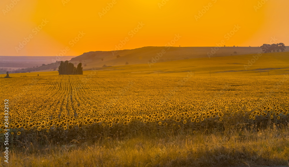 Orange sunset with yellow sunflower fields. Summer sunset. Agricultural landscape. Orange sunset with yellow sunflower fields. Summer sunset. Agricultural landscape.