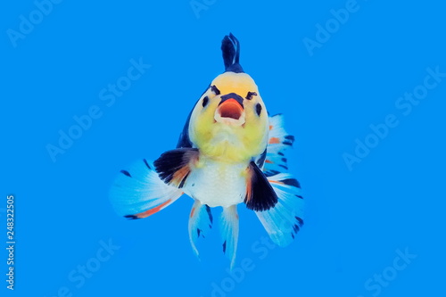 Beautiful Oranda Goldfish (Carassius auratus) White-black Color with red cap in glass tank on blue background, aquarium pet fish in Thailand, fish action alike angry bird cartoon. © Yuttana Joe
