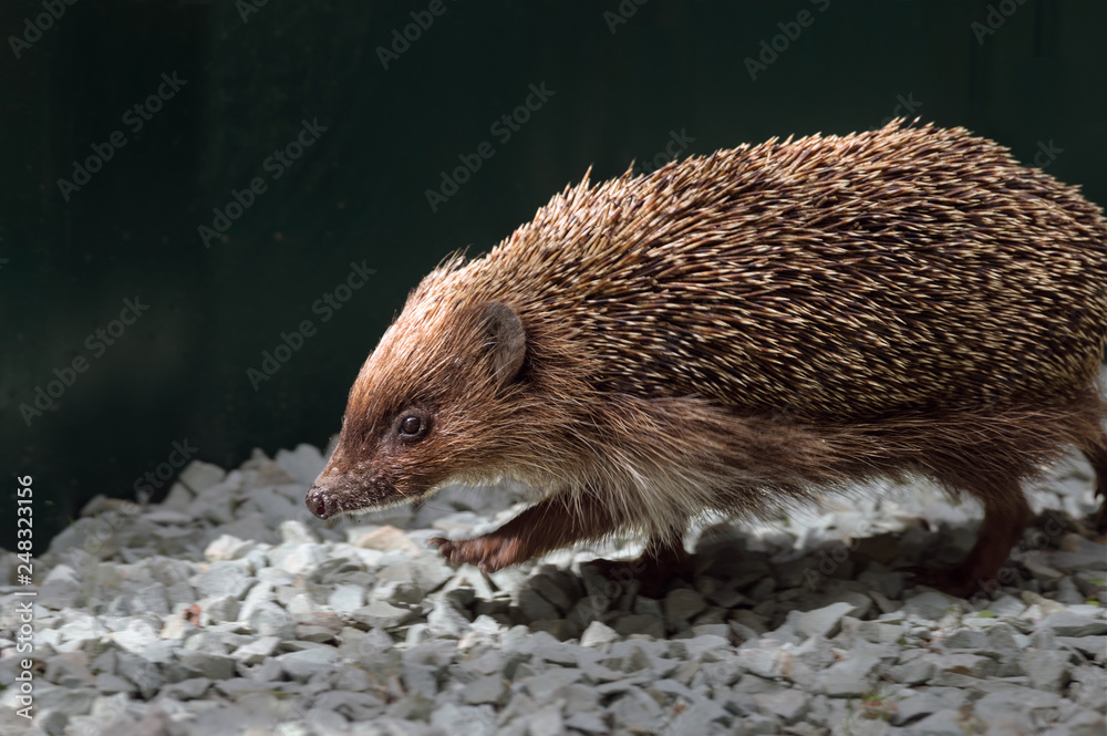 Obraz premium Adult hedgehog is on the garden path. On a dark background.