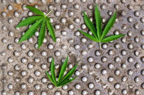 Cannabis leaves on the background of the texture of the old embossed steel.