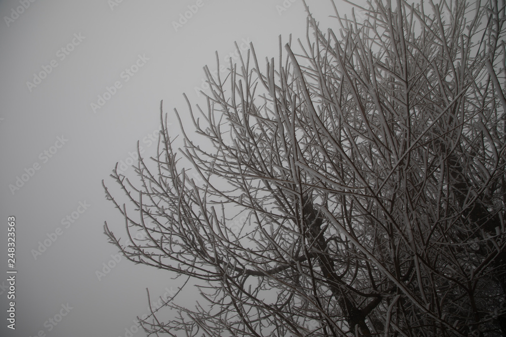 hard rime, frozen tree winter wonderland scenery. freezing fog and Mist background. moisture forming ice. hard rime, frozen tree winter wonderland scenery. freezing fog and Mist background. moisture forming ice.