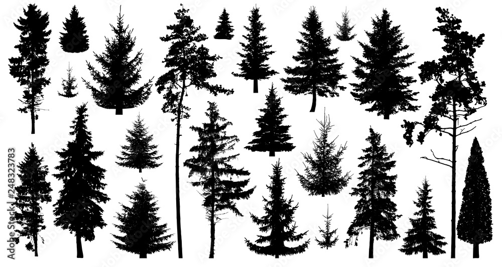 Silhouette of pine trees. Set of forest trees isolated on white background. Collection coniferous evergreen forest trees. Christmas tree, fir-tree, pine, pine-tree, Scotch fir, cedar Silhouette of pine trees. Set of forest trees isolated on white background. Collection coniferous evergreen forest trees. Christmas tree, fir-tree, pine, pine-tree, Scotch fir, cedar