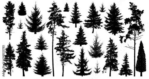 Silhouette of pine trees. Set of forest trees isolated on white background. Collection coniferous evergreen forest trees. Christmas tree, fir-tree, pine, pine-tree, Scotch fir, cedar