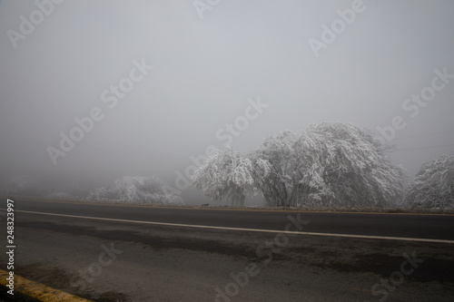 hard rime, frozen tree winter wonderland scenery. freezing fog and Mist background. moisture forming ice.