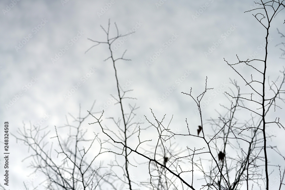 no leaves branches with cold winter sky no leaves branches with cold winter sky