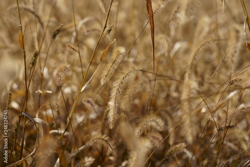 Foxtail grass in field