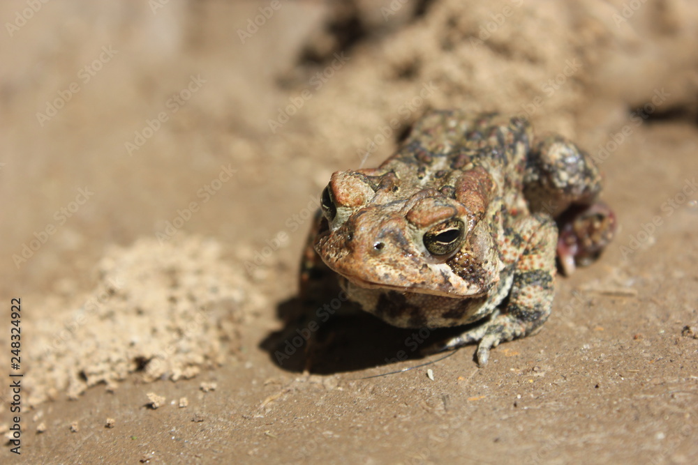 Toad Toad