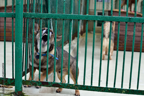 A dog locked in a cage of animal shelters.