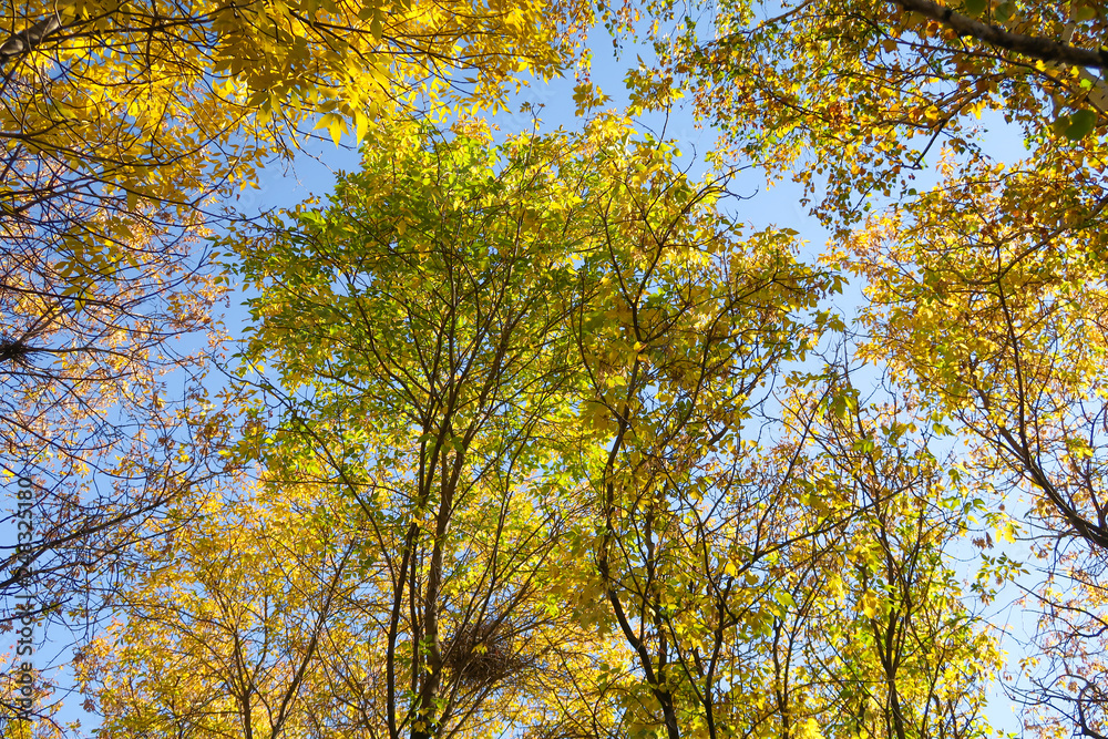 leaves of trees view from below into the sky, autumn landscape leaves of trees view from below into the sky, autumn landscape