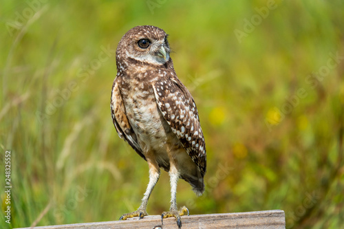 Juvenile Burrowing Owl
