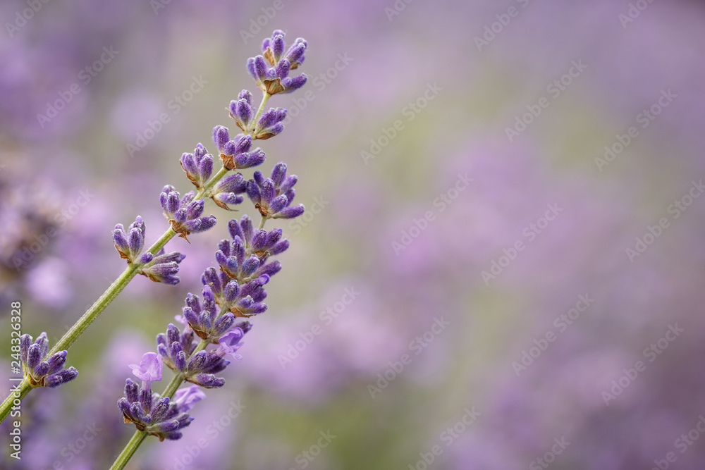 Fototapeta premium Laverder flower closeup in purple lavender field