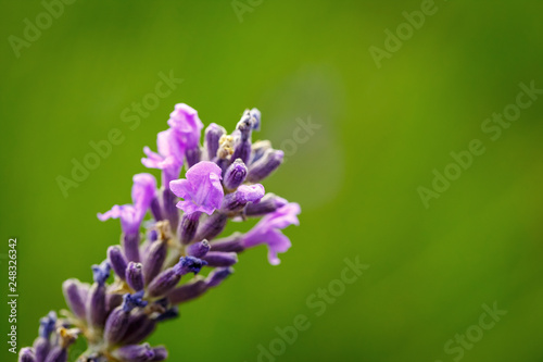 A laverder flower closeup over green background