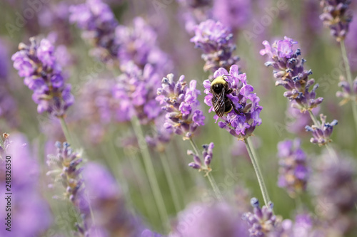 Laverder flower closeup in purple lavender field