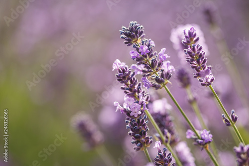 Laverder flower closeup in purple lavender field