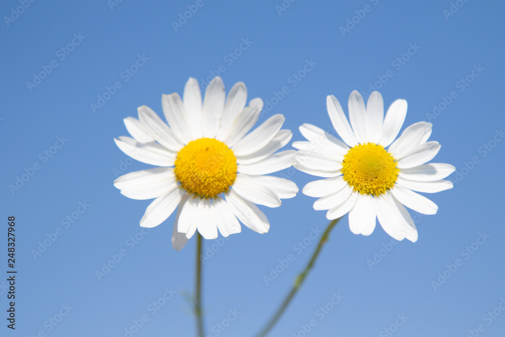 White chamomile flower on blue sky background. Selective focus, social network concept. White chamomile flower on blue sky background. Selective focus, social network concept.