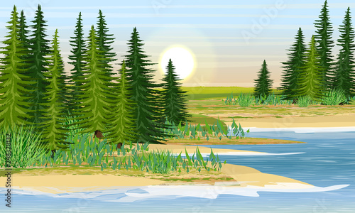 The shore of the lake and the meadow behind it. Sandy beach with grass and fir trees. Summer. Realistic Vector Landscape