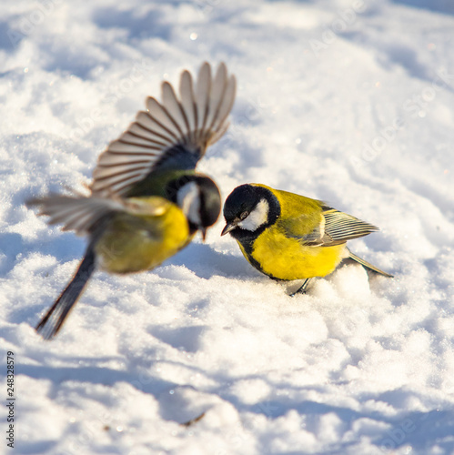 Bird Great Tit. White snow background. © Prikhodko