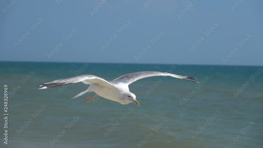 Gull in the sky. Slow Motion Gull in the sky. Slow Motion