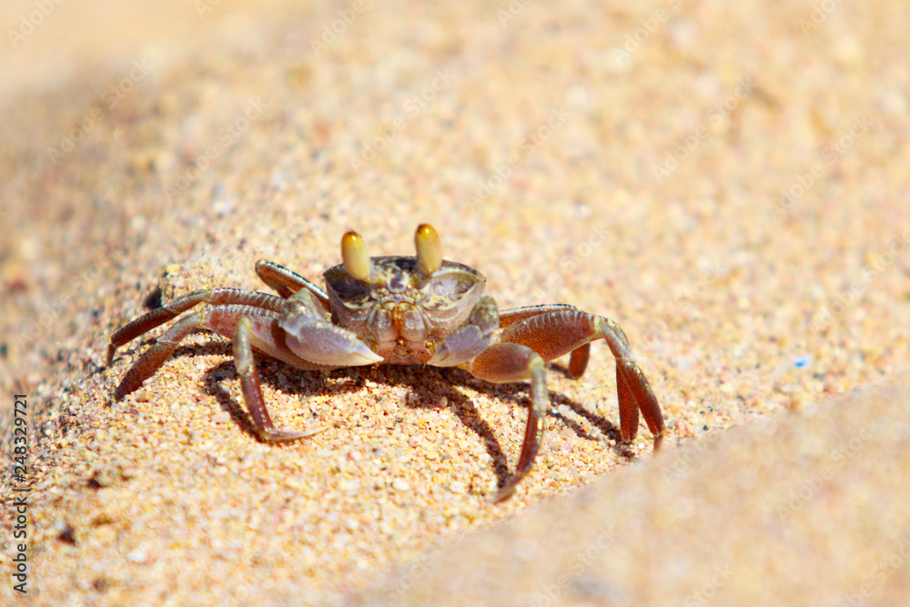 sand crab on the sand in the burrows sand crab on the sand in the burrows