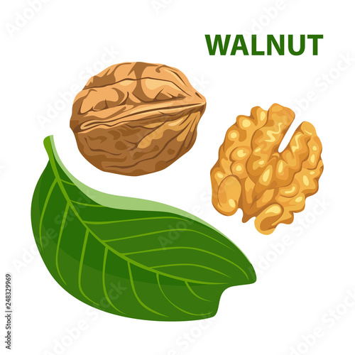 Walnut with leaf isolated on white background. Color image for template label, packing and emblem farmer market design. Vector illustration in cartoon flat style.