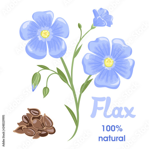 Flax flowers and seeds isolated on white background. Vector illustration in cartoon simple flat style.
