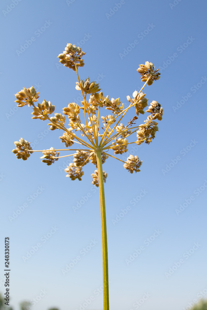 Fresh fennel blossoms against the blue sky. Close up of blooming dill flowers in seasoning kitchen garden.Selective focus, social network concept. Fresh fennel blossoms against the blue sky. Close up of blooming dill flowers in seasoning kitchen garden.Selective focus, social network concept.