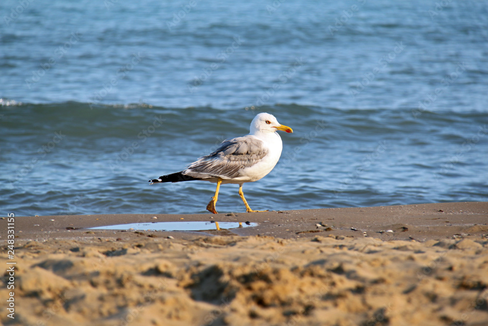 seagull on the beach seagull on the beach