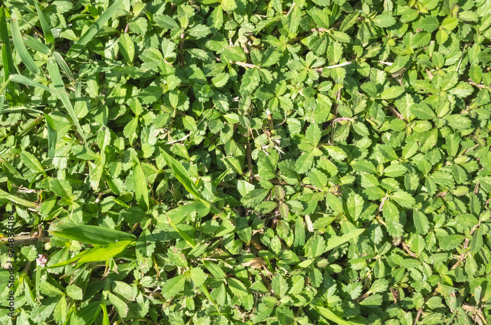 grassland texture background grassland texture background