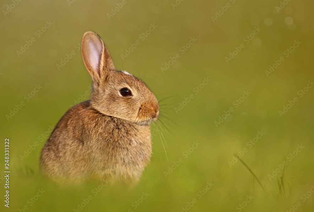 Fototapeta premium European rabbit sitting in the grass