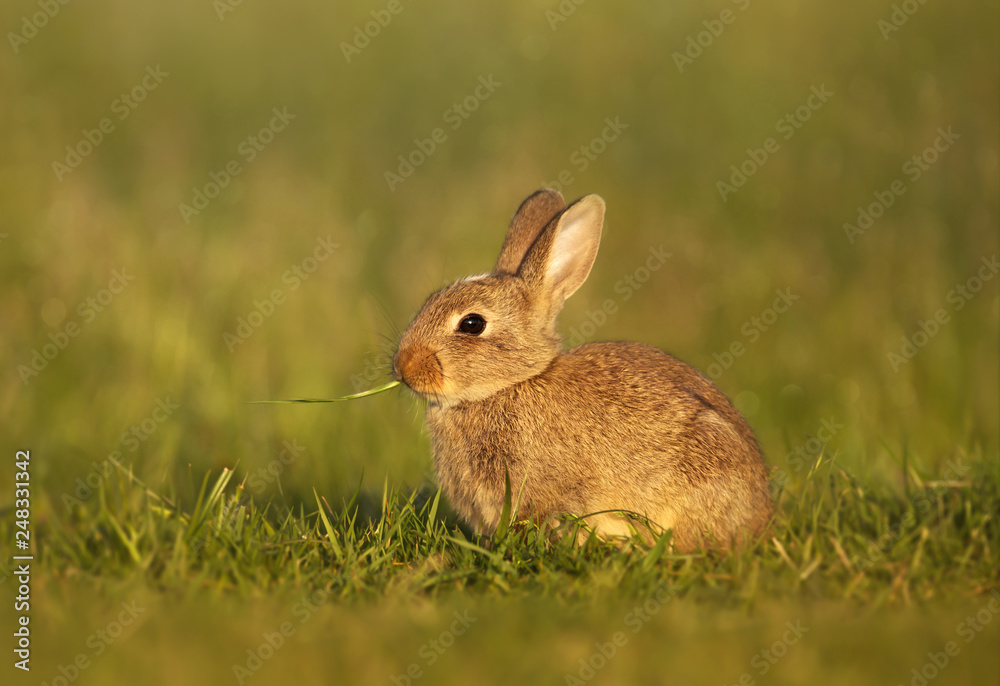 Close up of European rabbit eating grass Close up of European rabbit eating grass