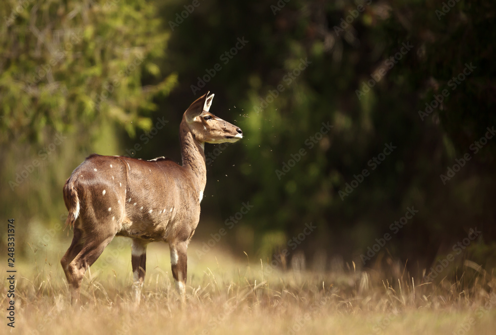 Mountain Nyala standing in the forest Mountain Nyala standing in the forest