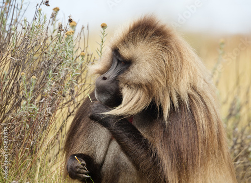 Close up of an adult Gelada monkey eating grass