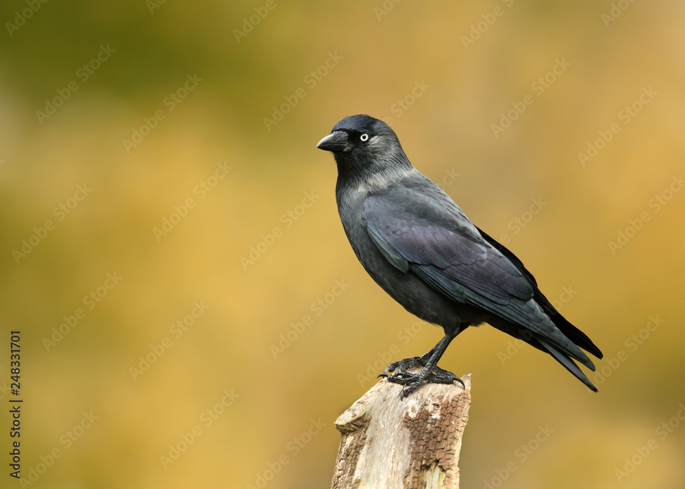 Obraz premium Eurasian Jackdaw perched on a wooden post