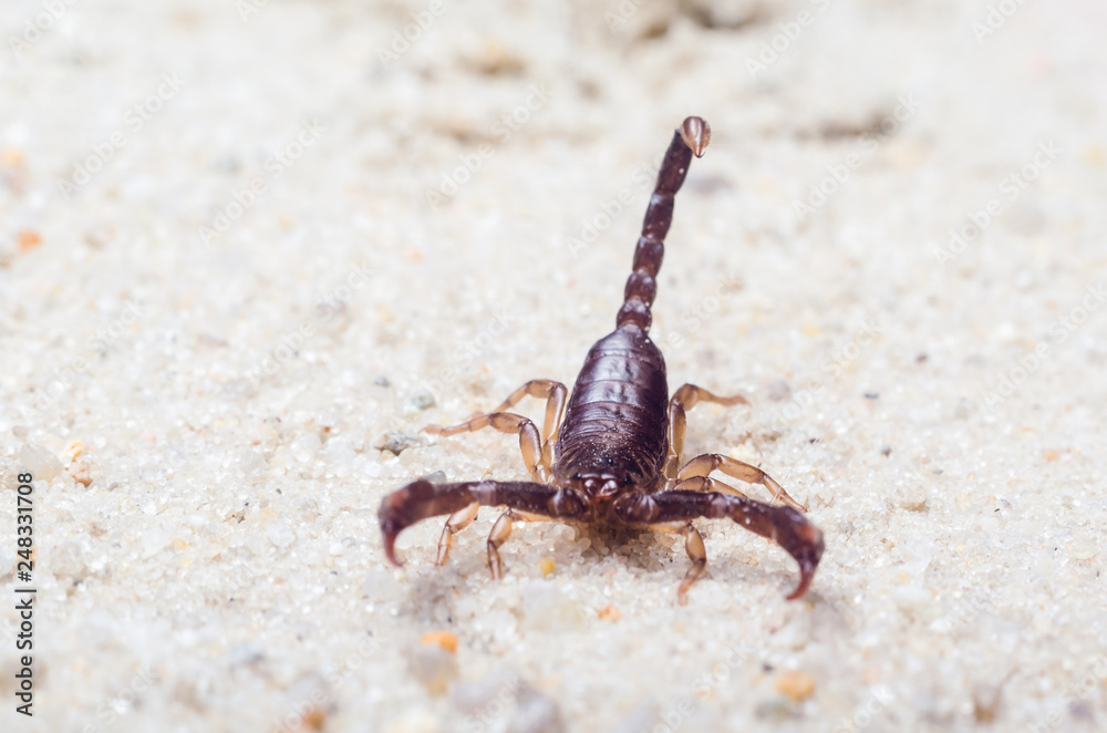 Scorpion creeps on the sand close up Scorpion creeps on the sand close up