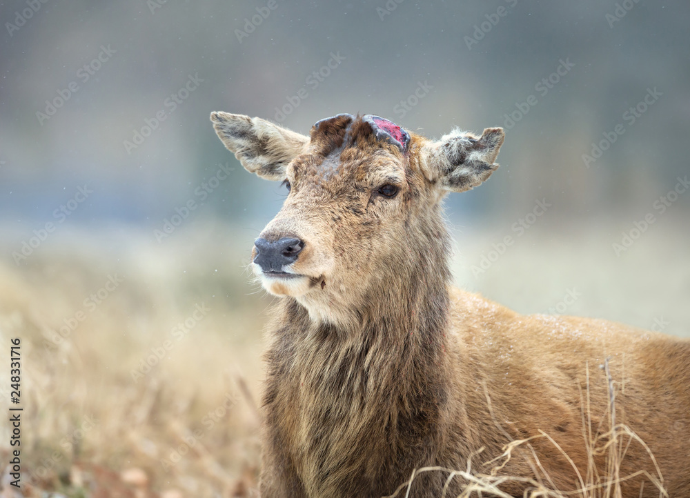 Close-up of a Red deer having recently shed his antlers Close-up of a Red deer having recently shed his antlers