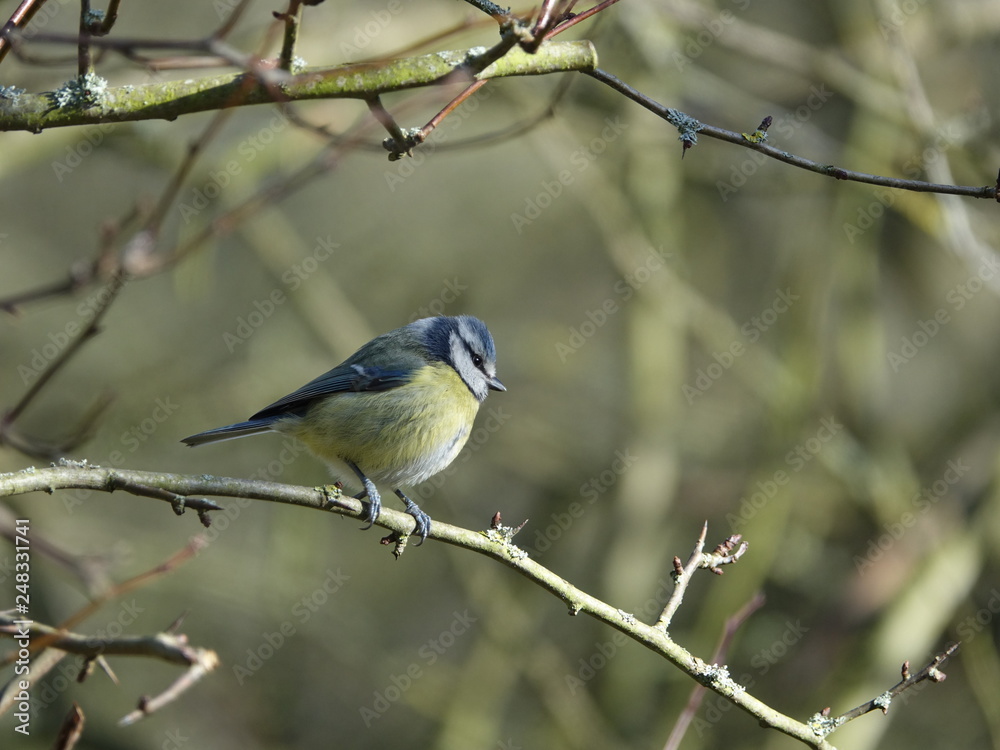 blue tit (Cyanistes caeruleus) on a branch blue tit (Cyanistes caeruleus) on a branch