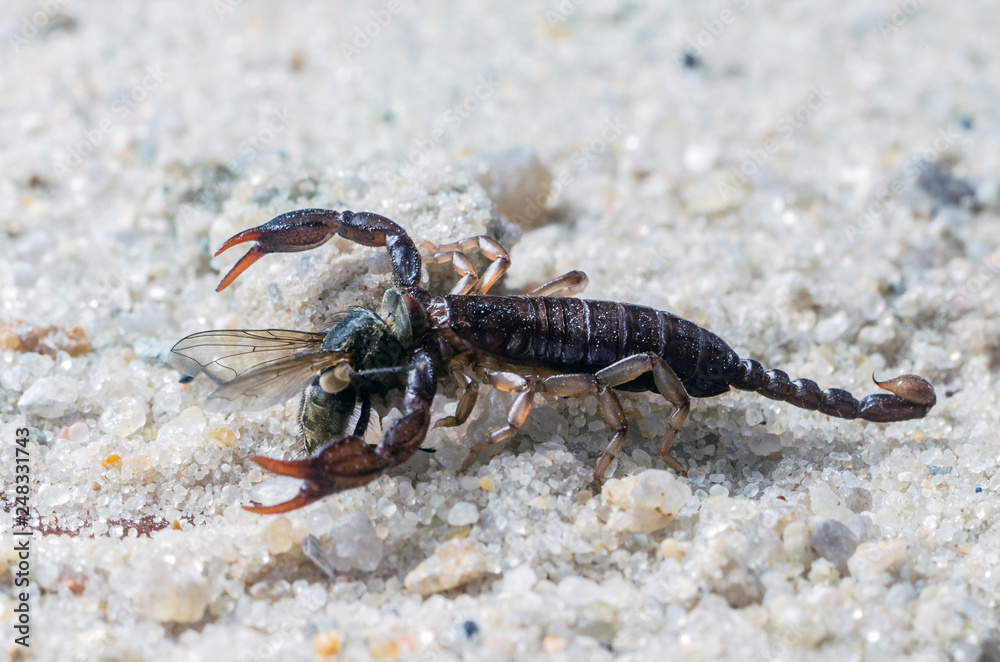 Scorpio holds a fly caught with claws and stings it with a sting, close-up Scorpio holds a fly caught with claws and stings it with a sting, close-up