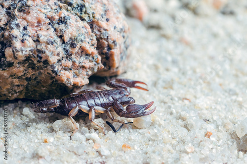 Scorpion creeps on the sand close up