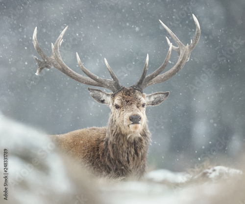 Red deer stag in the falling snow